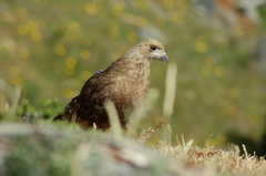 Daptrius albogularis