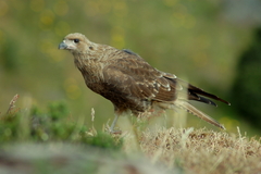 Daptrius albogularis