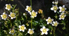 Saxifraga aspera