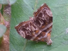 Choreutis euclista