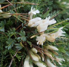 Astragalus angustifolius