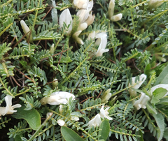Astragalus angustifolius