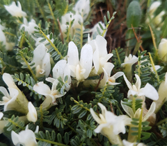 Astragalus angustifolius