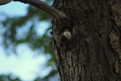 Pygarrhichas albogularis