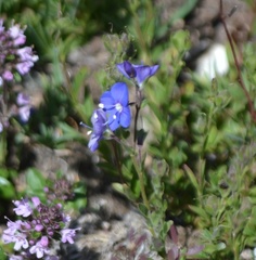 Veronica fruticans