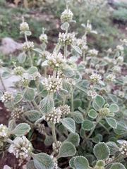 Marrubium