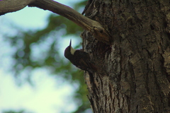 Pygarrhichas albogularis