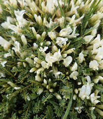 Astragalus angustifolius