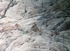 Tetraogallus caspius