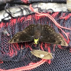 Gorgopas chlorocephala