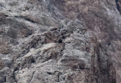 Tetraogallus caspius