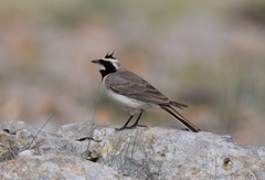 Eremophila alpestris penicillata