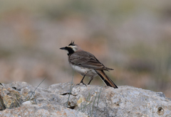 Eremophila alpestris penicillata
