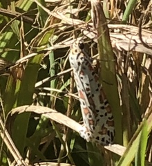 Utetheisa lotrix lotrix