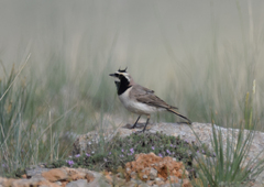 Eremophila alpestris penicillata