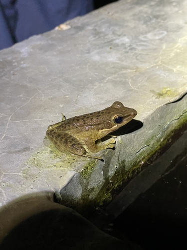 Chalcorana chalconota