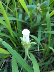 Ipomoea pes-tigridis
