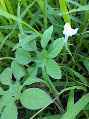 Ipomoea pes-tigridis