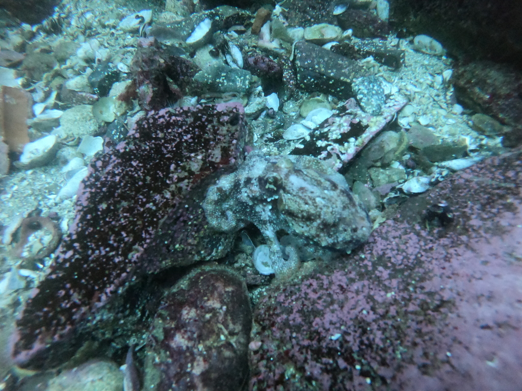 Changos Octopus
