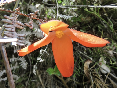 Image of Begonia veitchii by no rights reserved