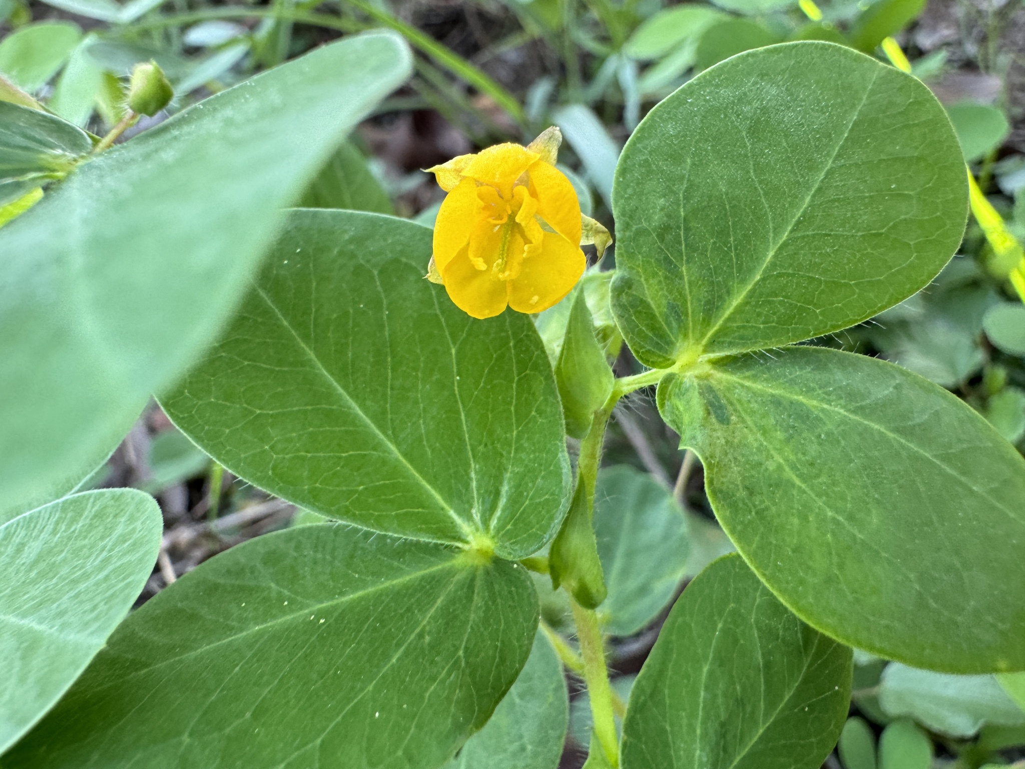 Culcasia rotundifolia 【LA0022-05z】　熱帯植物 Culcasia rotundifolia Bogner