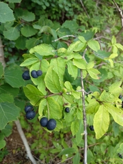 Lonicera nigra