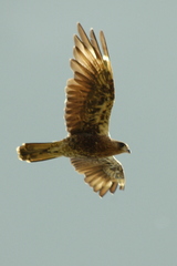 Daptrius albogularis