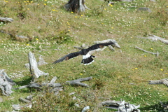 Daptrius albogularis