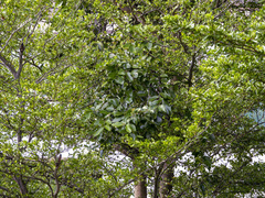 Dendrophthoe pentandra