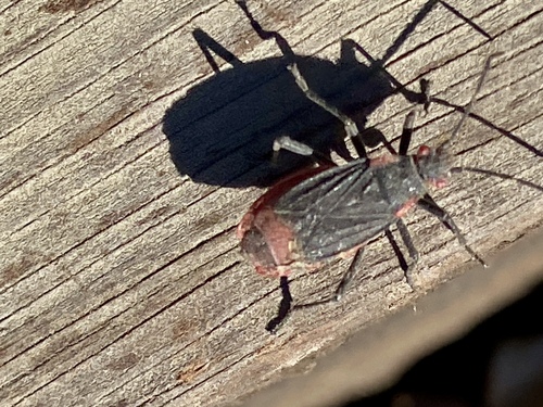 iNaturalist observation photo of Red-shouldered Bug