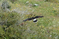 Daptrius albogularis