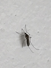 Culex pipiens