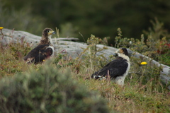 Daptrius albogularis