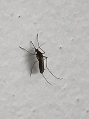 Culex pipiens
