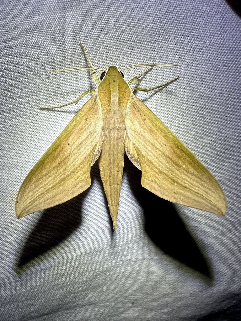 Xylophanes libya