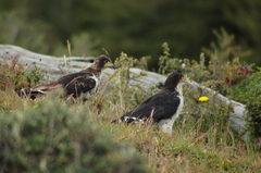 Daptrius albogularis