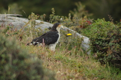 Daptrius albogularis