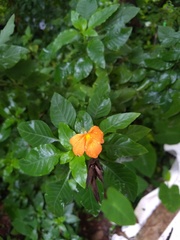 Crossandra infundibuliformis