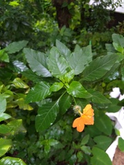 Crossandra infundibuliformis