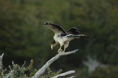 Daptrius albogularis