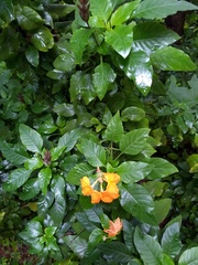 Crossandra infundibuliformis
