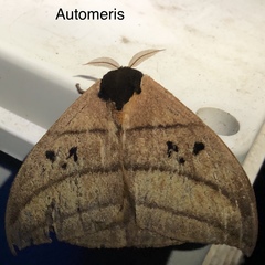 Automeris curvilinea