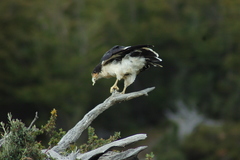 Daptrius albogularis