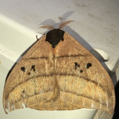 Automeris curvilinea