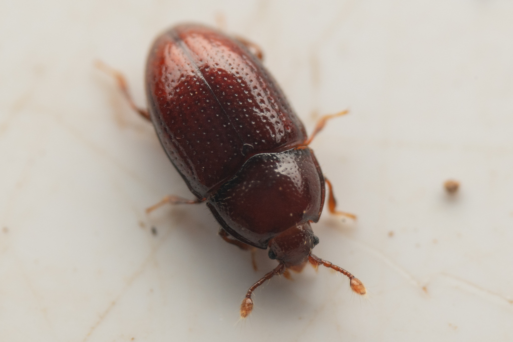 Mychocerus discretus