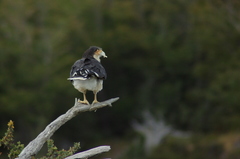 Daptrius albogularis
