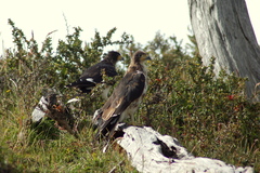 Daptrius albogularis