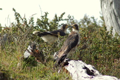 Daptrius albogularis