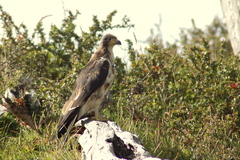 Daptrius albogularis