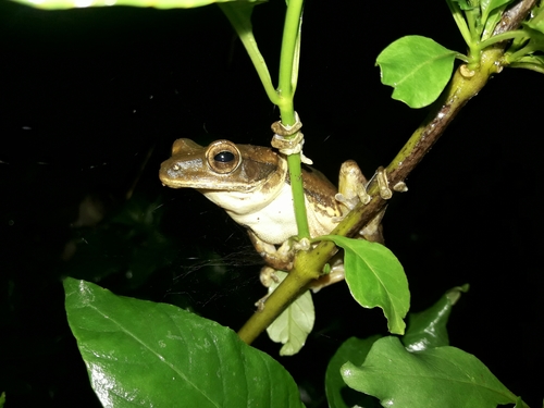 Polypedates maculatus